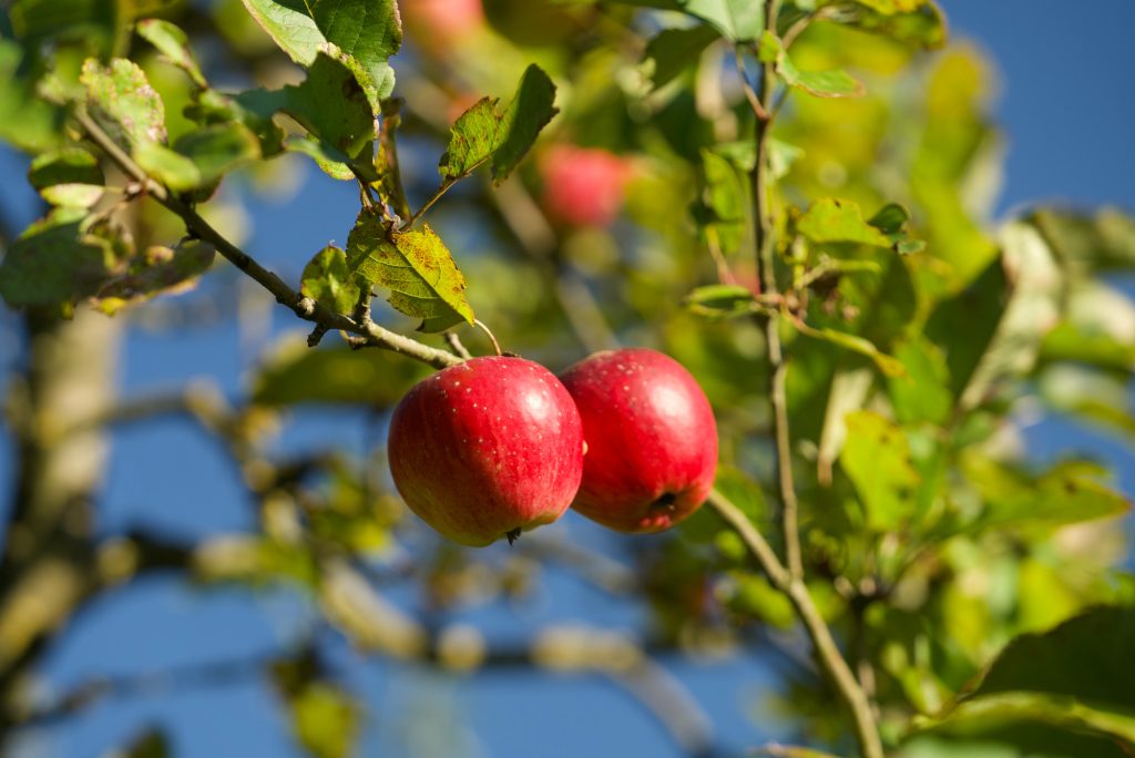 Robuste Apfel-Sorten kommen auch ohne Pestizide aus